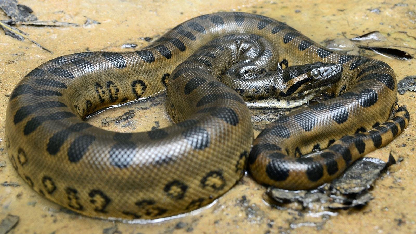 aconda - Dream About A Large Snake – Exploring the Meaning