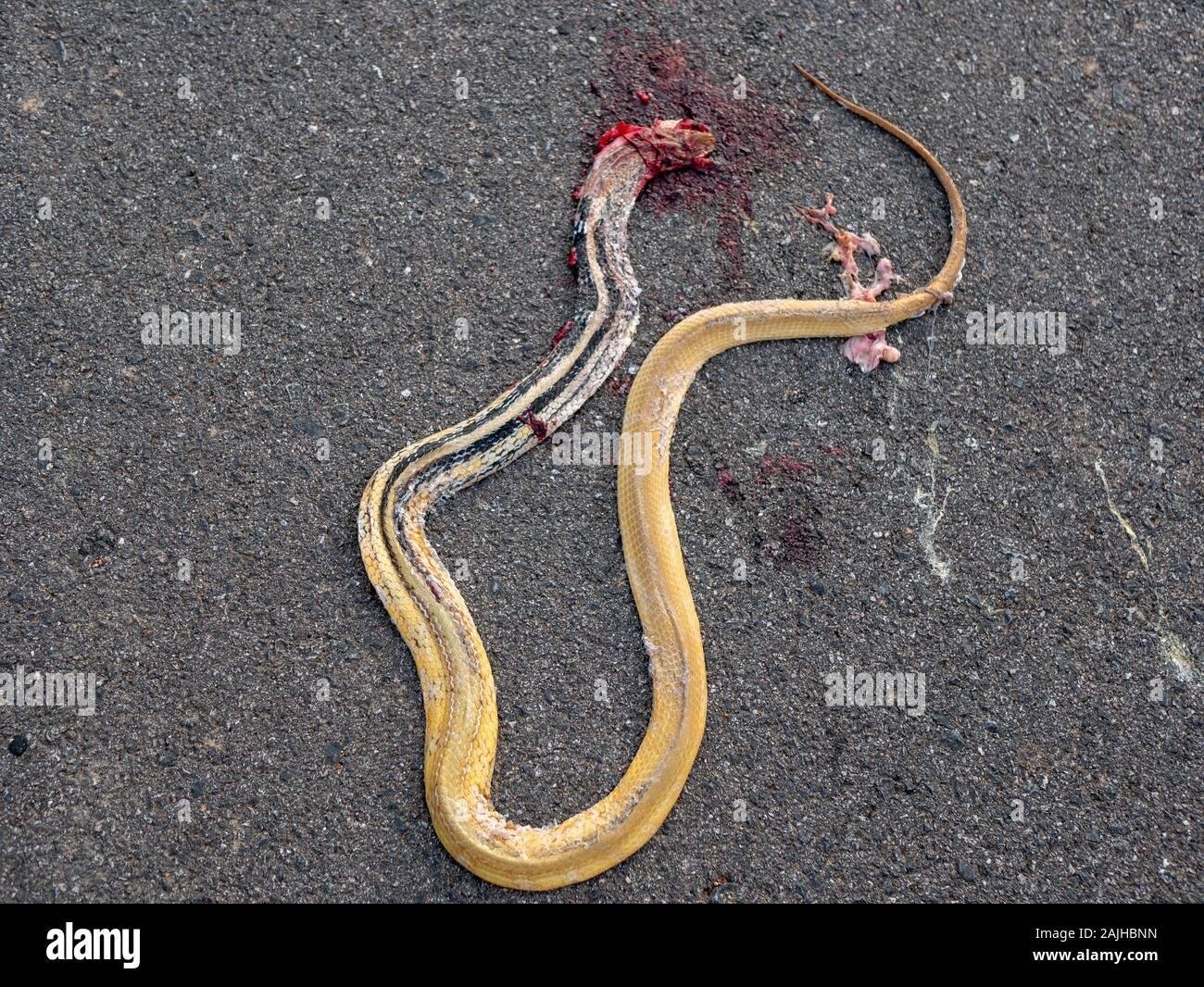 ajhbnn - Dream About Seeing Dead Snake – Causes and Interpretations