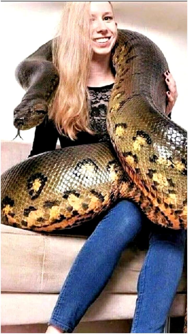 akes 1 - Dream About A Large Snake – Exploring the Meaning