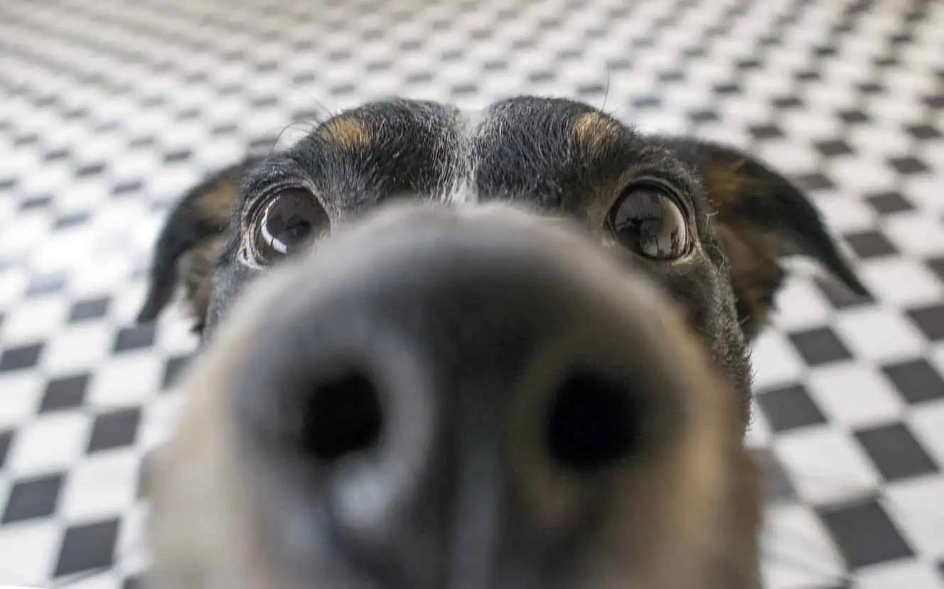 aled 1 - Dream About Dog Staring At Me – Symbolism and Significance