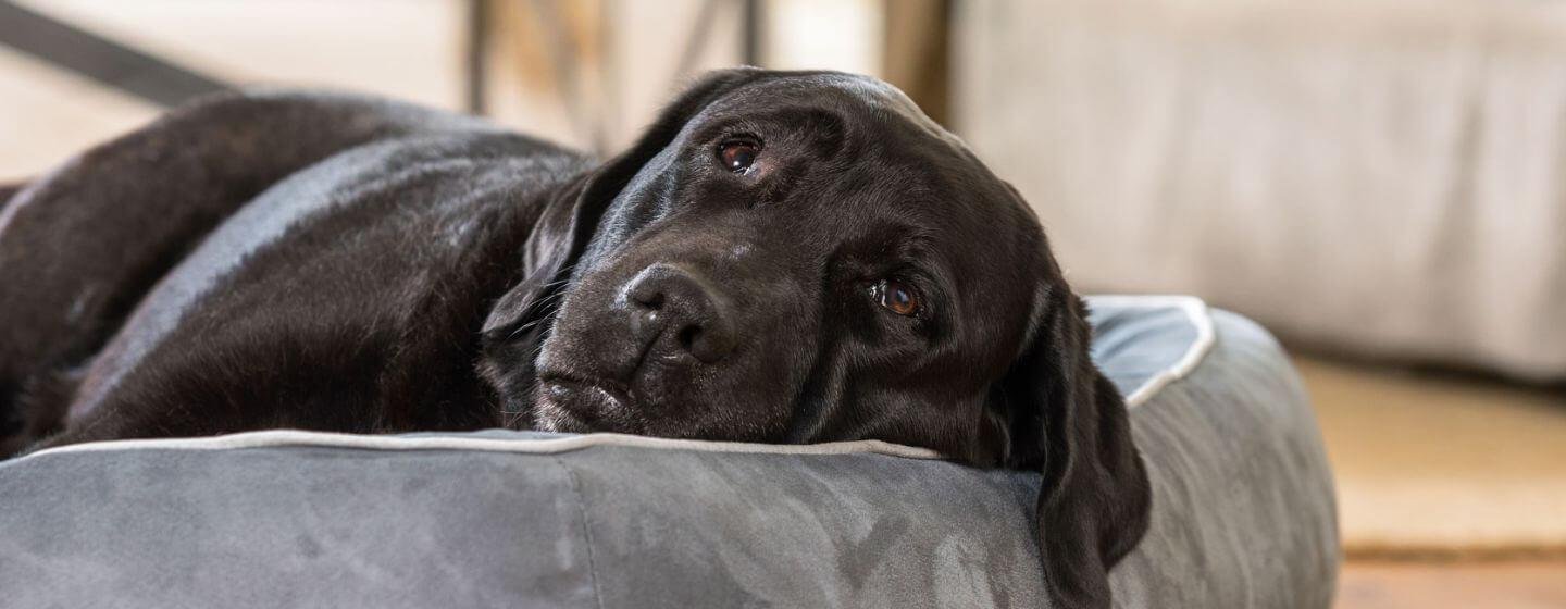amHERO.jpg670e0c62bc965 - Dream About Dog That Has Passed Away – Understanding Its Implications