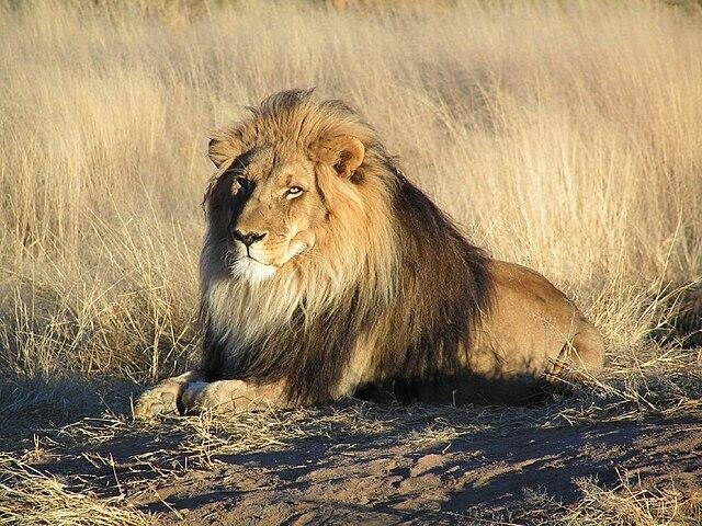 amibia.jpg670b2f2590663 - Dream About Lion In My Yard – Decoding the Message