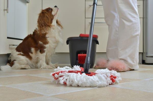 andmop - Dream About Cleaning Dog Urine – Exploring the Meaning