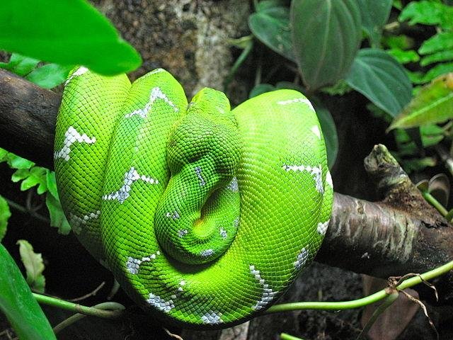 aninus.JPG67139905c65e9 - Dream About 7 Snakes – Causes and Interpretations