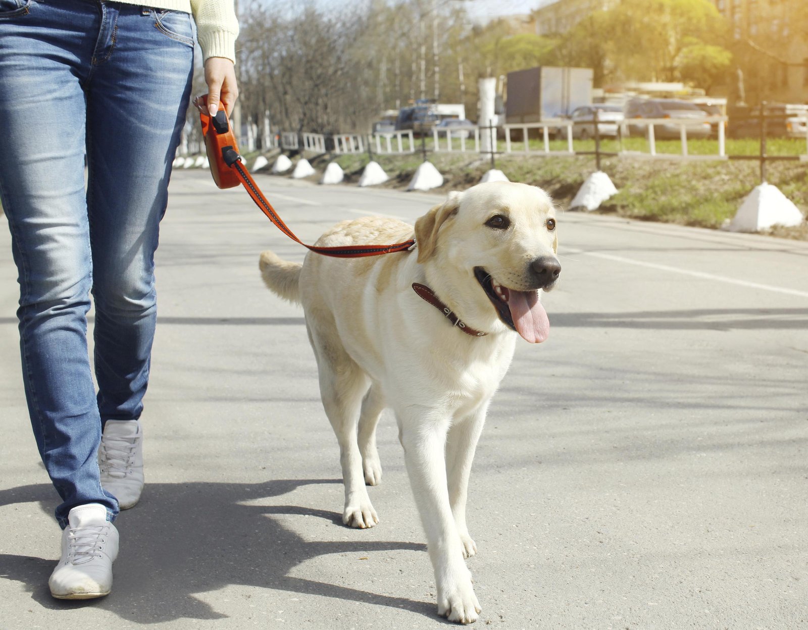 arge 1 - Dream About Dog Walking – Spiritual and Psychological Insights