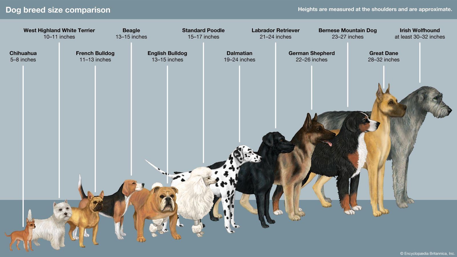 arison.jpg670d386b5e4d1 - Dream About 3 Dogs – Causes and Interpretations