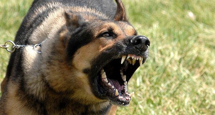 arking - Dream About Dog Barking – What It Could Indicate