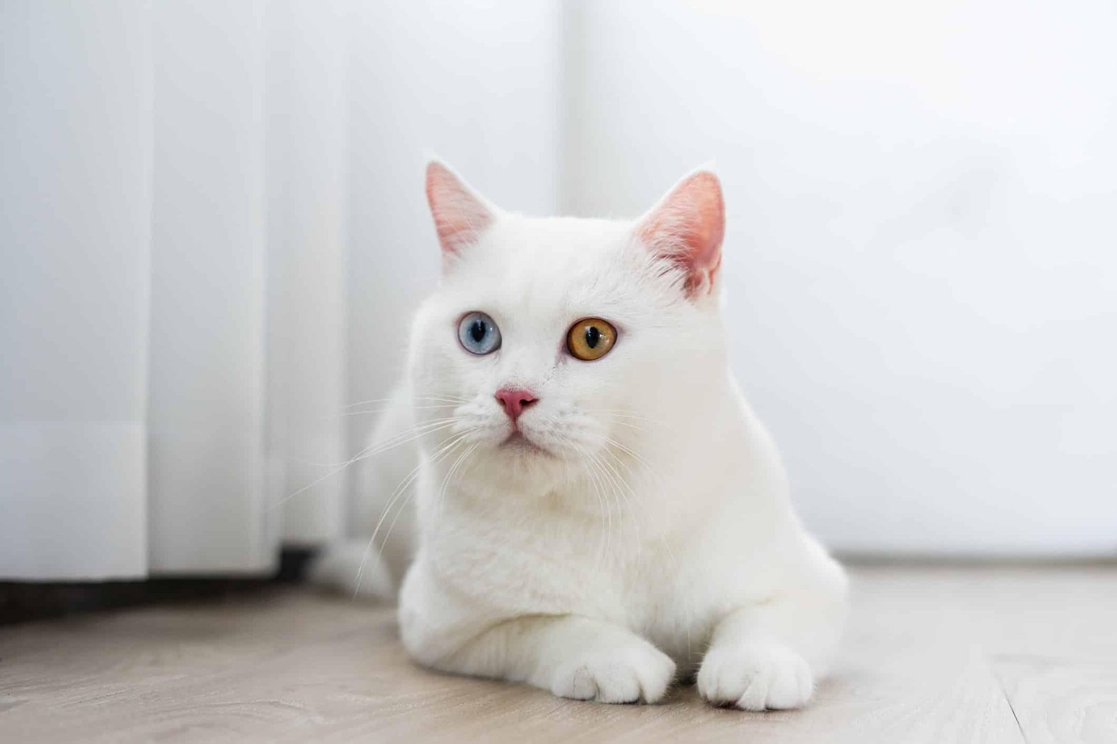at min - Dream About A White Cat – Causes and Interpretations