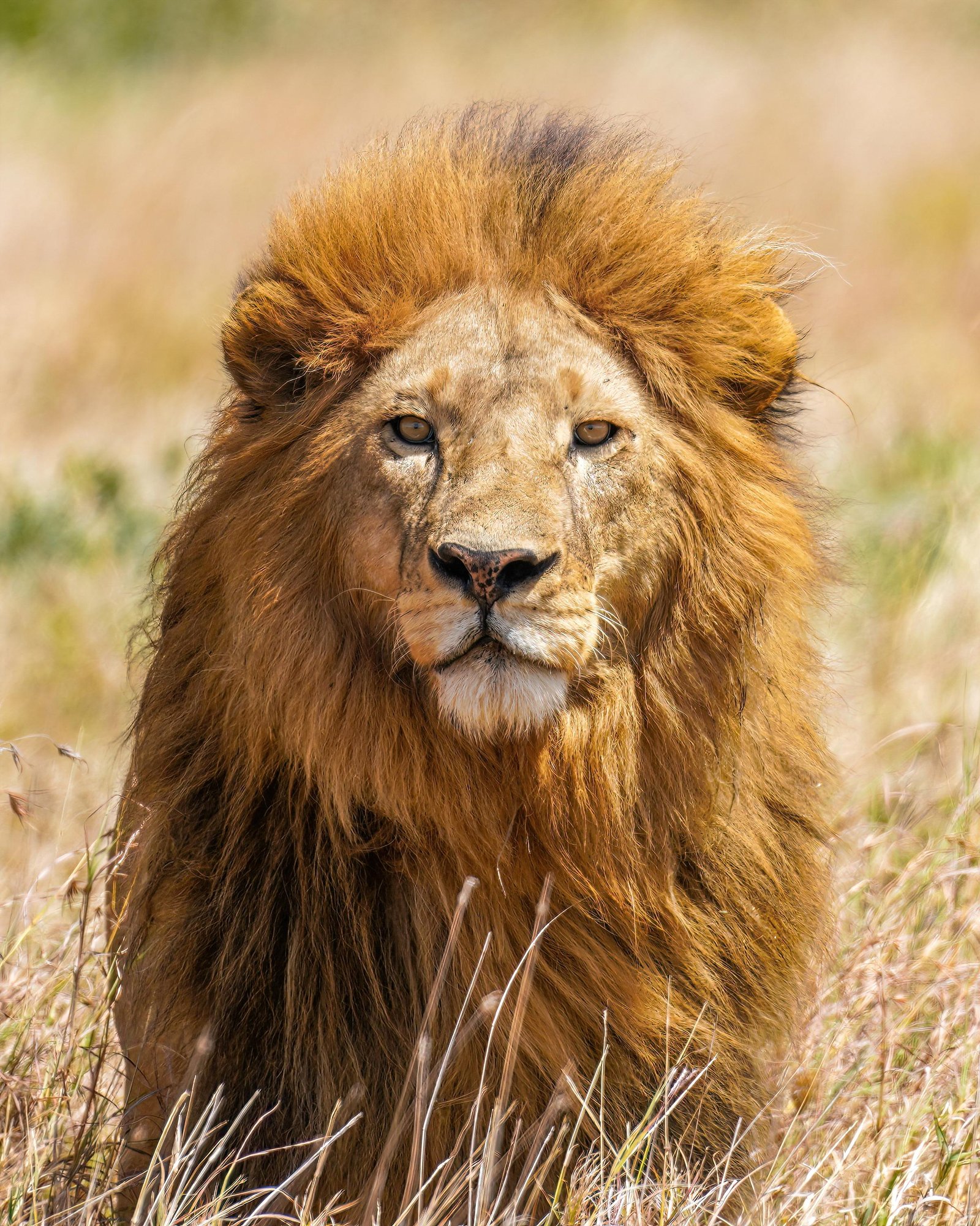 aurent.jpg670b865627fd4 - Dream About Lion Eating Me – Spiritual and Psychological Insights