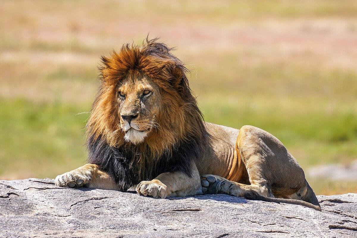 aurent.jpg670c1325e11f3 - Dream About Lions And Hyenas – Decoding the Message