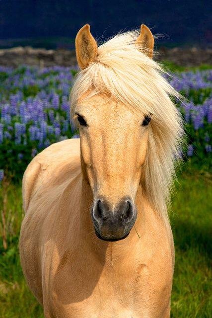 b0c56e - Dream About Yellow Horse – Analysis and Explanation