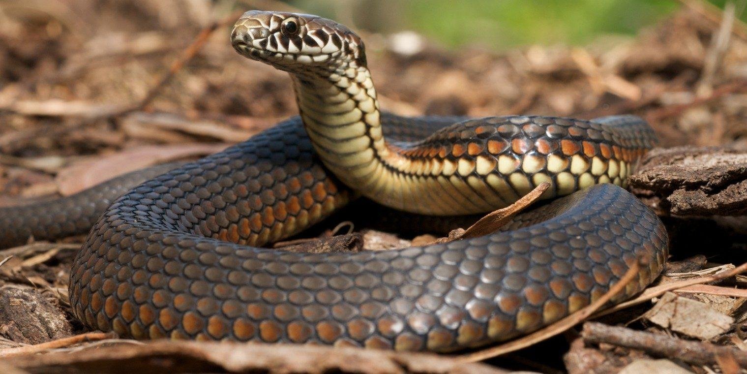 banner.jpg6707a3f2c944f - Dream About Snake On Bed – Causes and Interpretations