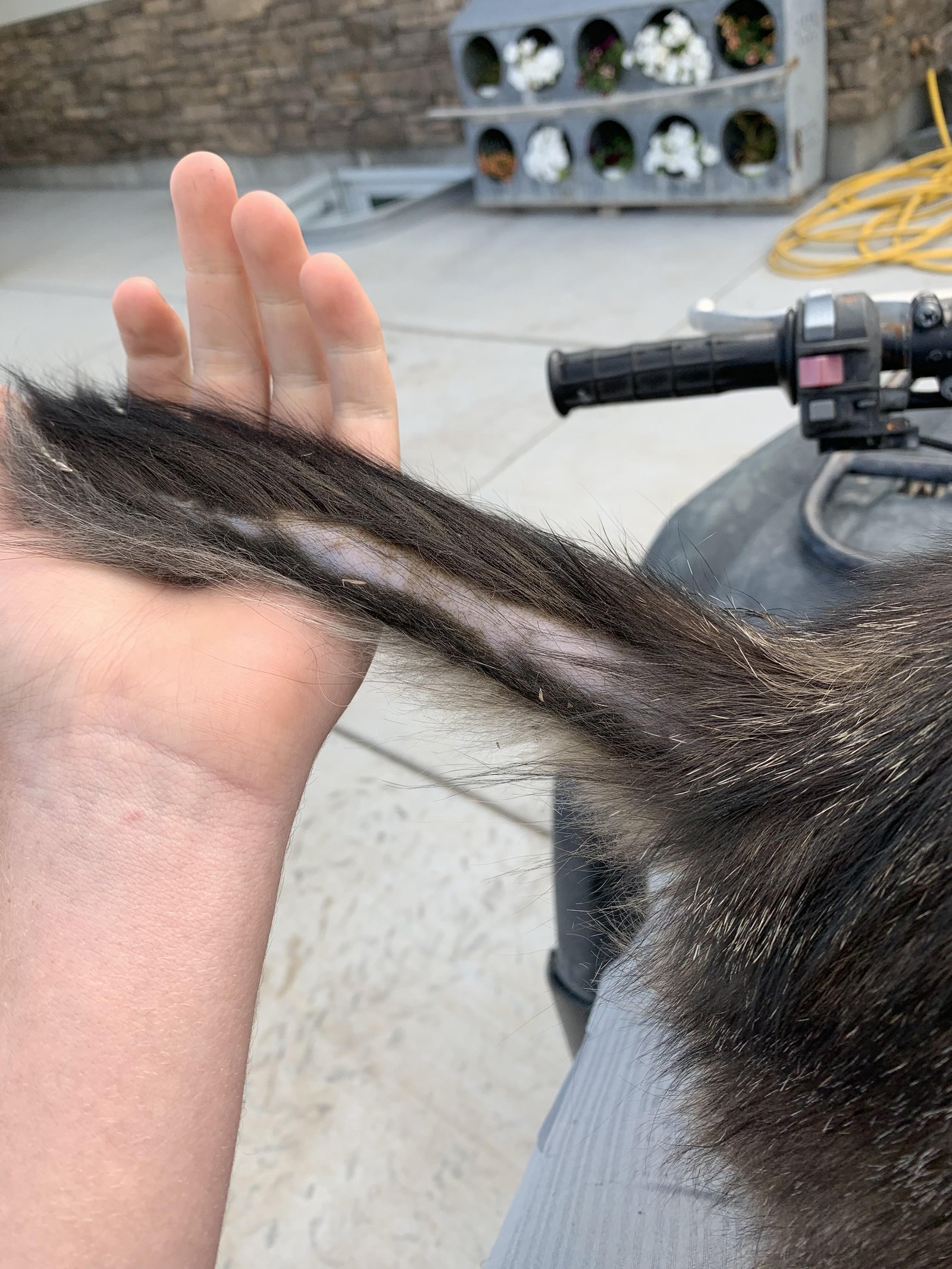 bci731 - Dream About Cat Losing Tail – What It Could Indicate