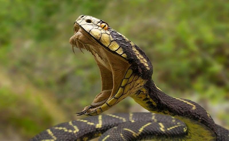 bite 2 - Dream About Snake Biting Me Islam – Hidden Messages and Insights