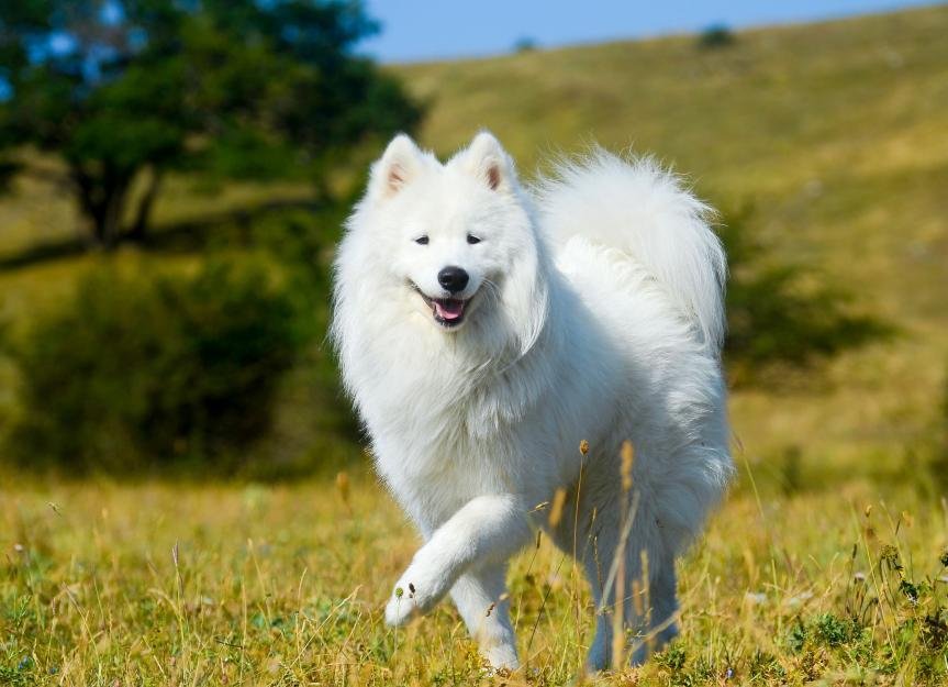 breeds - Dream About A White Dog – Symbolism and Significance