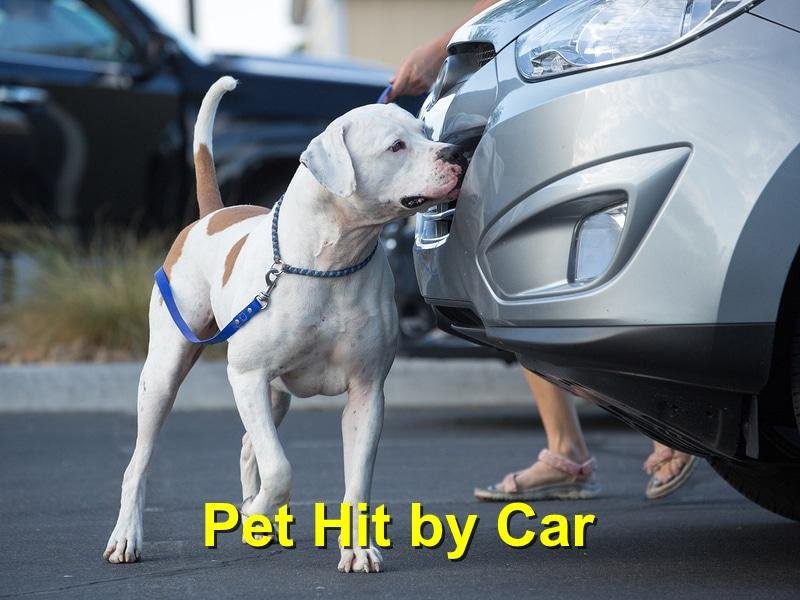 by Car - Dream About Dog Getting Hit By Car – Exploring the Meaning