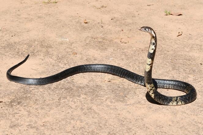 c 8129.JPG67003ea77910d - Dream Of Snake Underwater – Understanding Its Implications