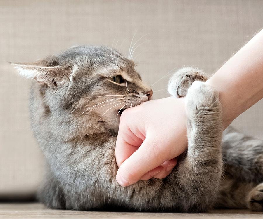 cats 1 - Dream About Cat Biting – What It Represents