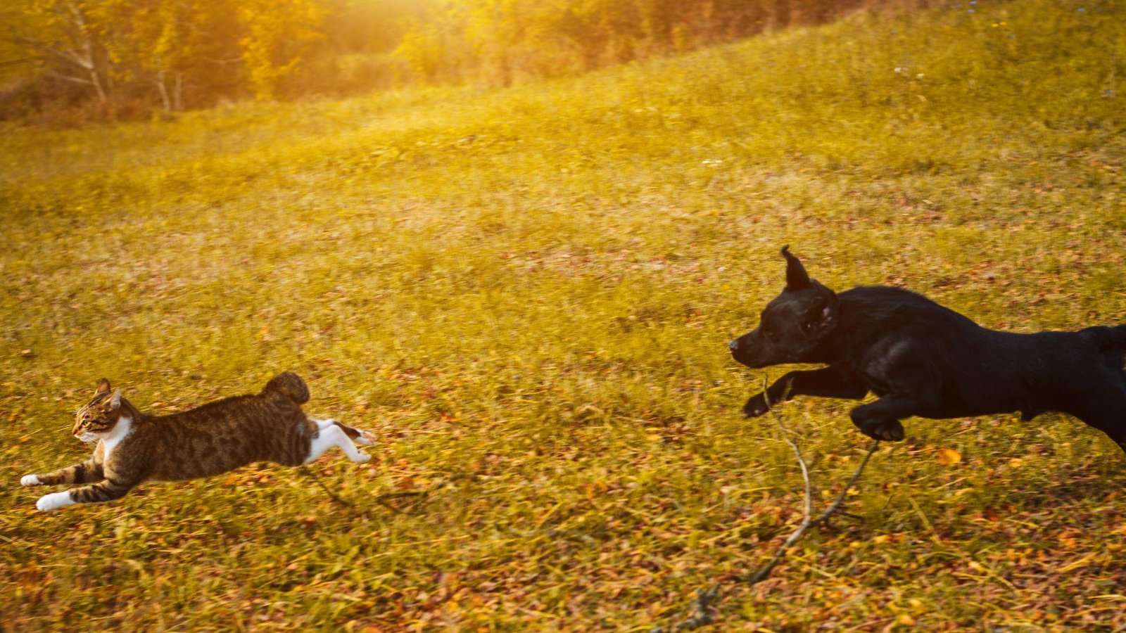 cats 2 - Dream About Dog Chasing Cat – Exploring the Meaning