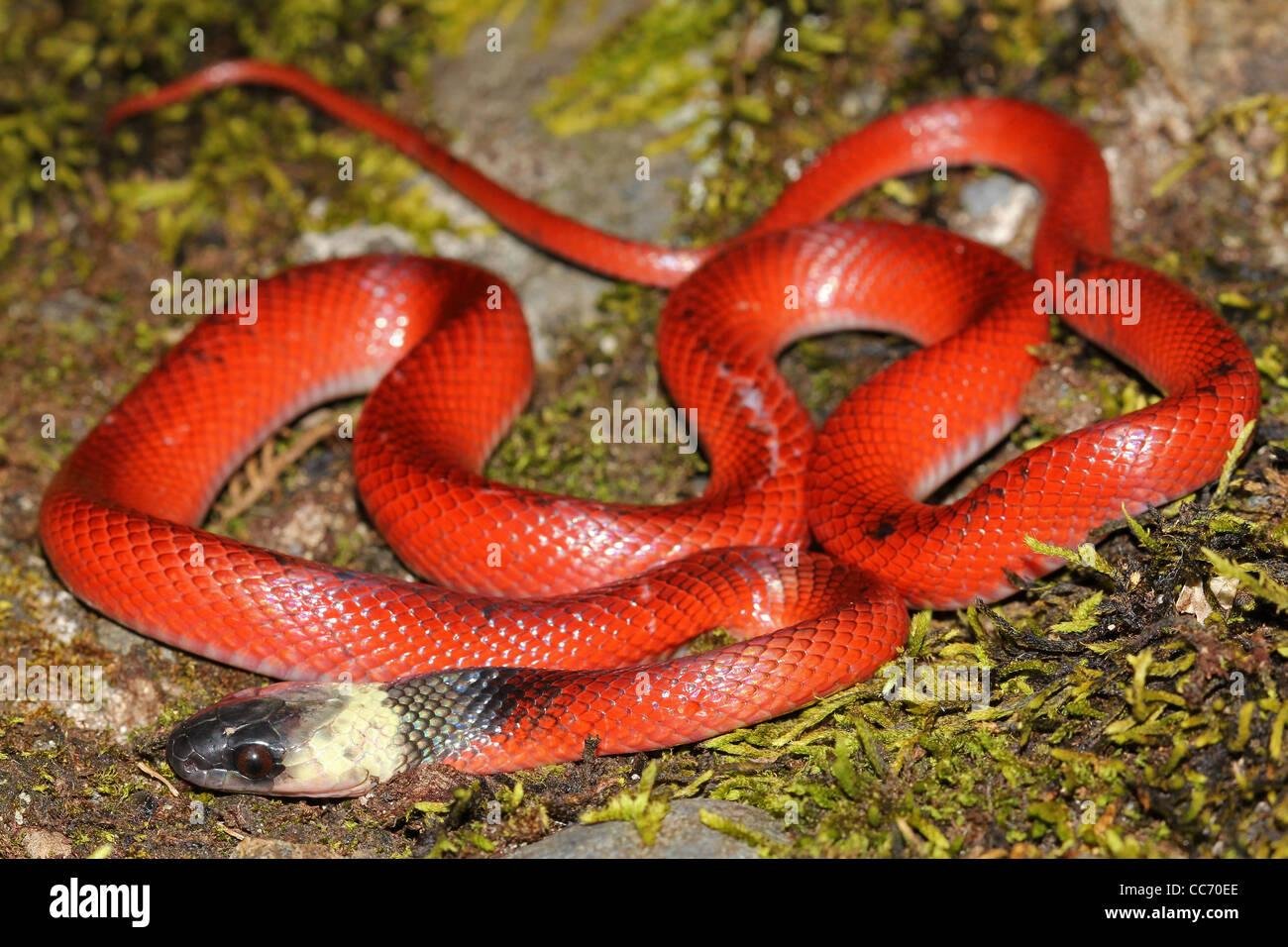 cc70ee.jpg670e0cbeb5069 - Dream About Red Snake – Decoding the Message