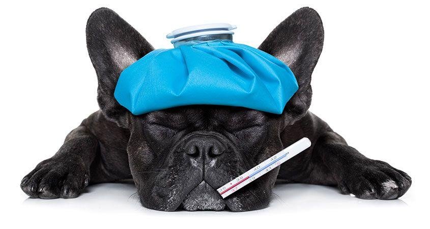ch flu - Dream About Sick Dog – Causes and Interpretations