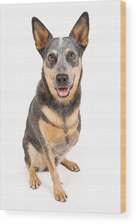 chmitz - Dream About Dog Losing Leg – Exploring the Meaning