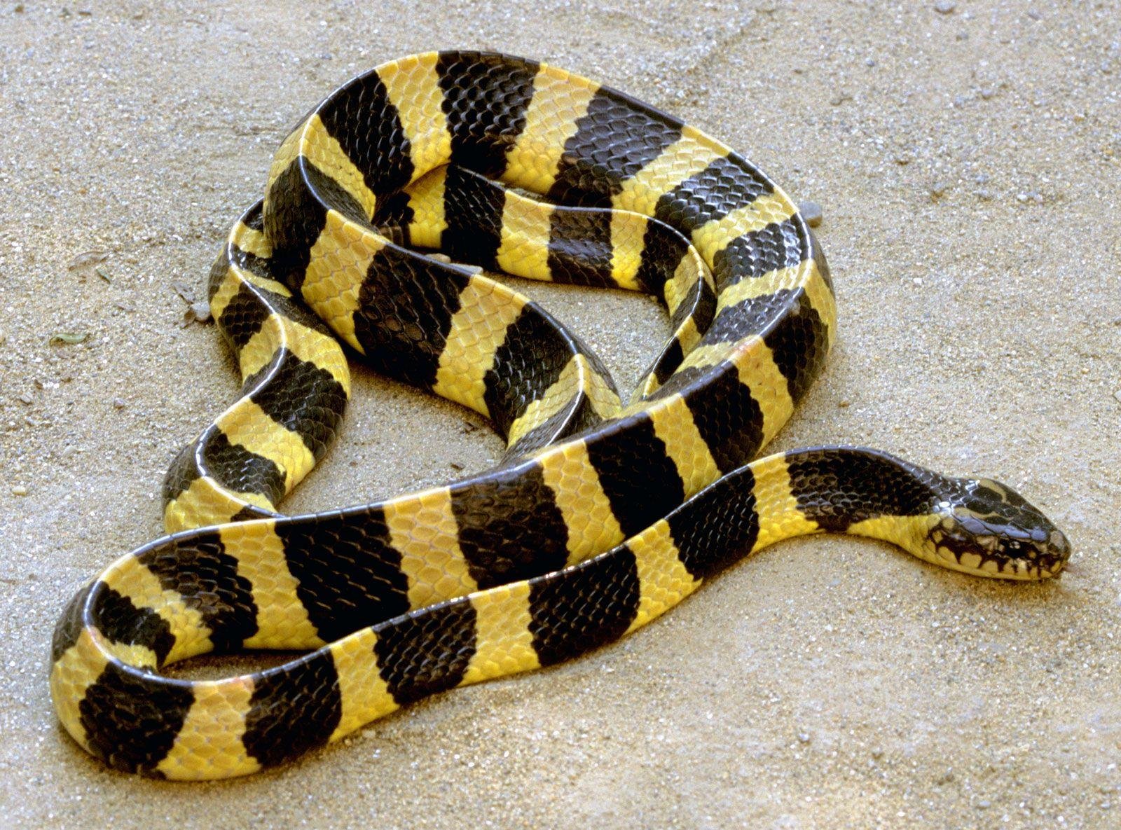 ciatus.jpg670a704d6eba2 - Dream About A Venomous Snake – Symbolism and Significance