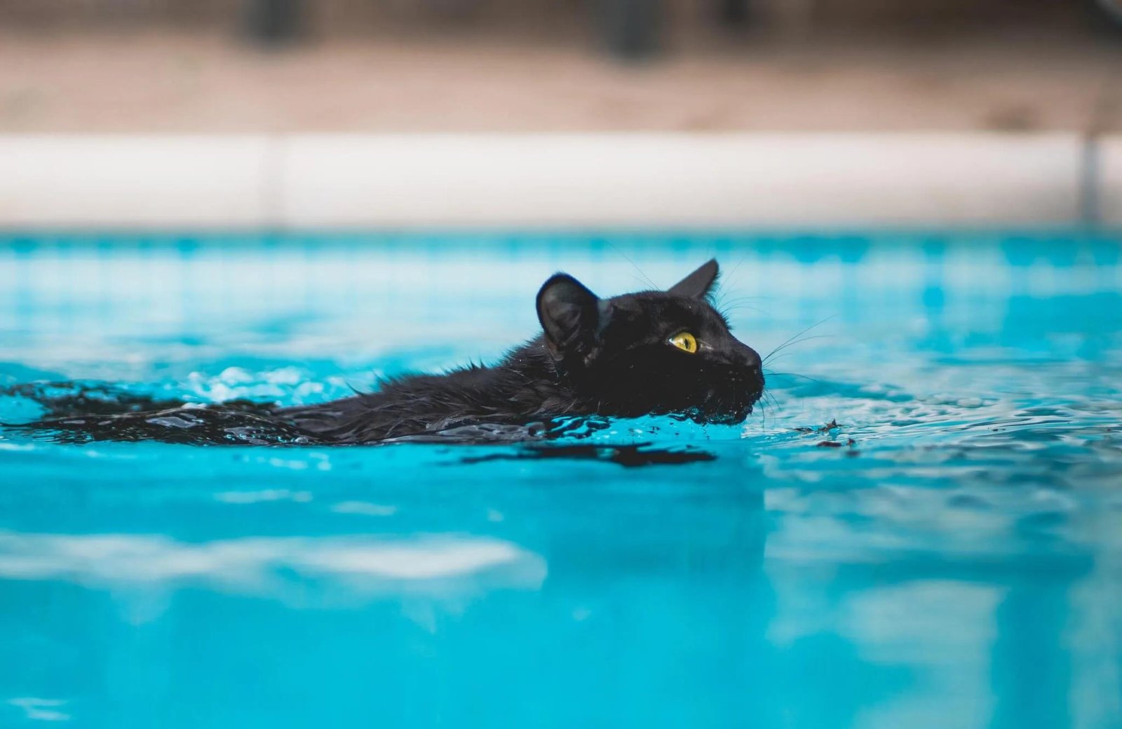 cie FL - Dream About Cat Swimming – Understanding Its Implications