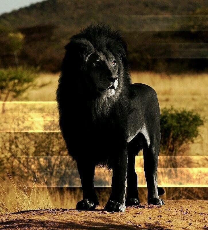 cklion - Dream About Black Lion – Understanding Its Implications