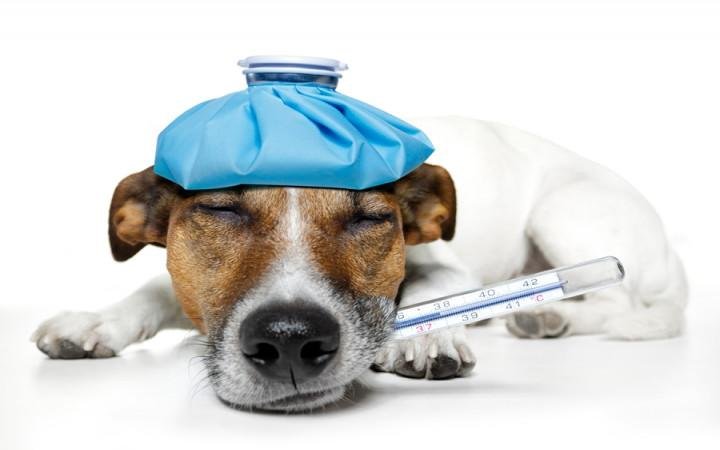 custom - Dream About Sick Dog – Causes and Interpretations