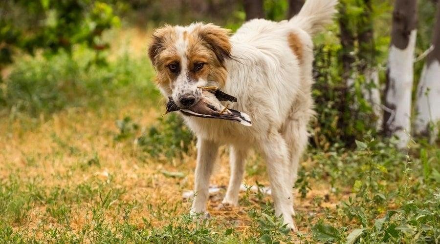 d Bird.jpg67142c95900c2 - Dream About Dog Eating Bird – Analysis and Explanation