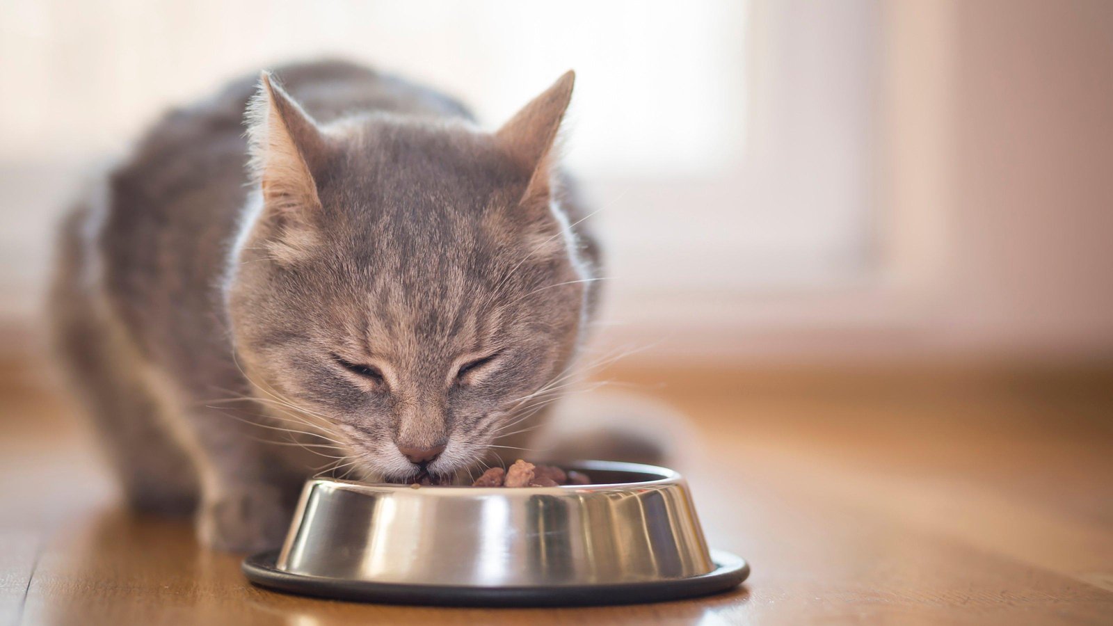 d bowl - Dream About Cat Eating My Food – Exploring the Meaning