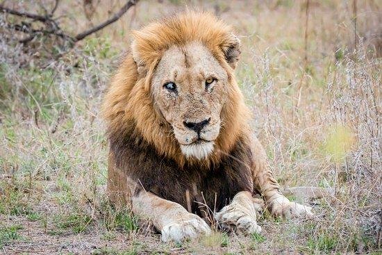 d lion - Dream About A Old Lion – Symbolism and Significance