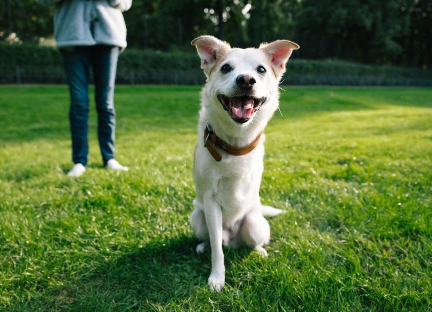 d.dog  - Dream About 3 Legged Dog – What It Could Indicate