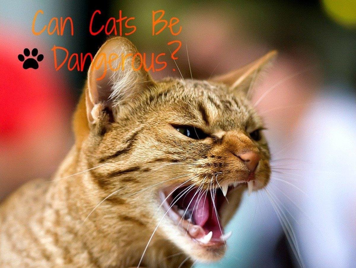 danger - Dream About Cat Attack – Analysis and Explanation