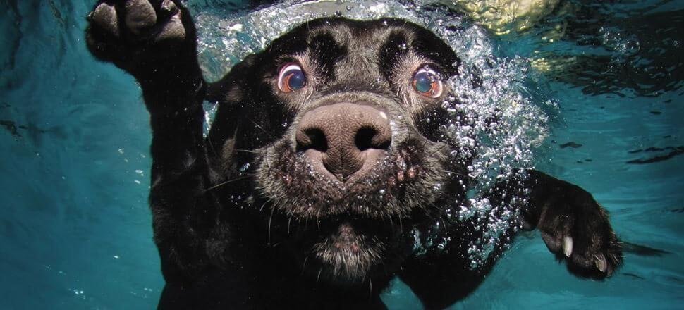 dd2e25.jpg670a4da1d4b10 - Dream About Your Dog Drowning – Hidden Messages and Insights