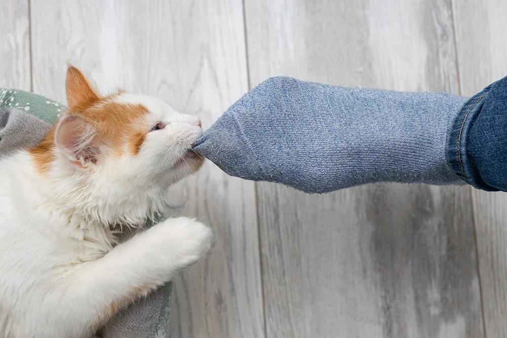 del nj - Dream About A Cat Biting My Foot – Analysis and Explanation
