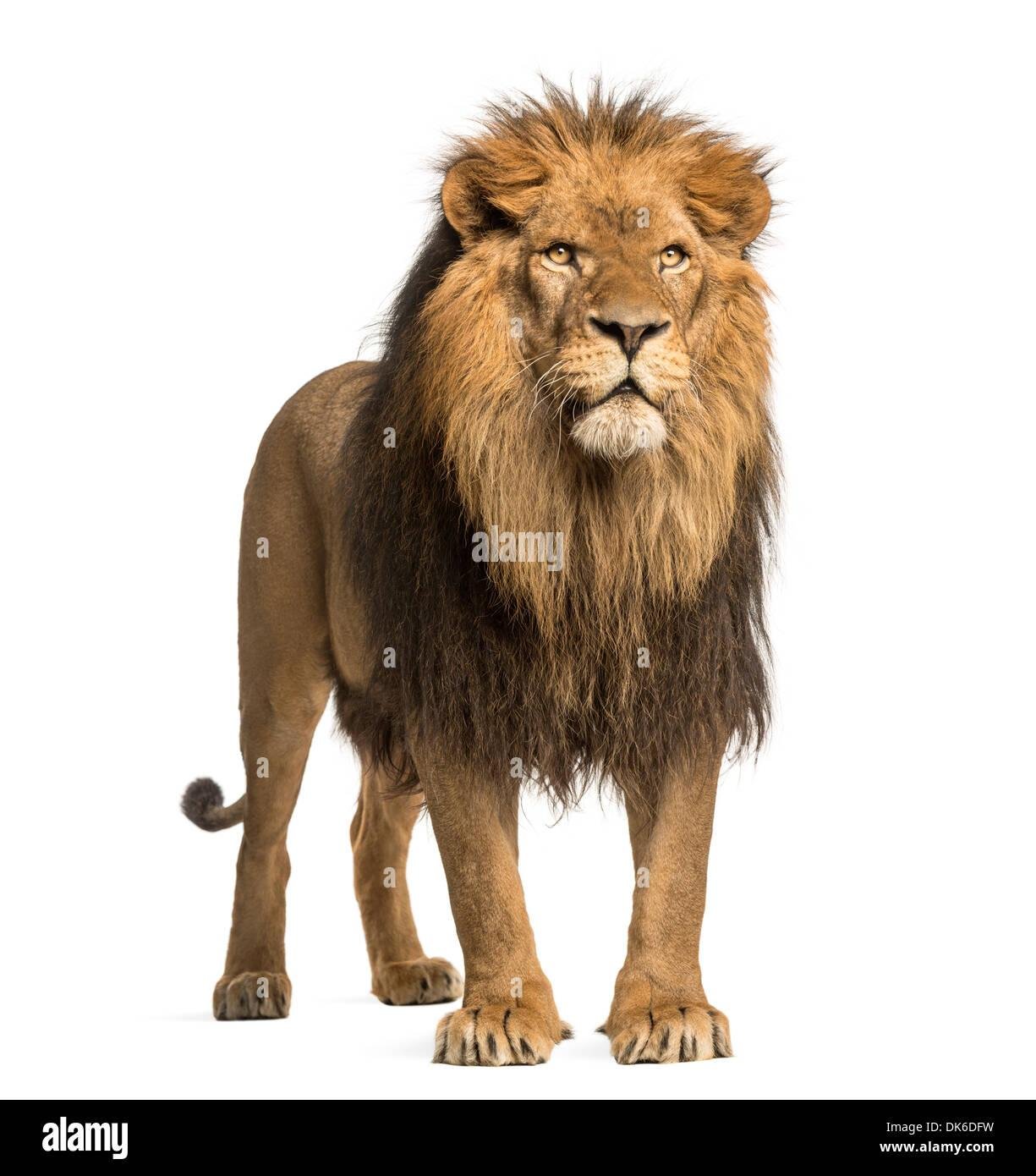 dk6dfw.jpg6709caaa1a937 - Dream About A Old Lion – Symbolism and Significance