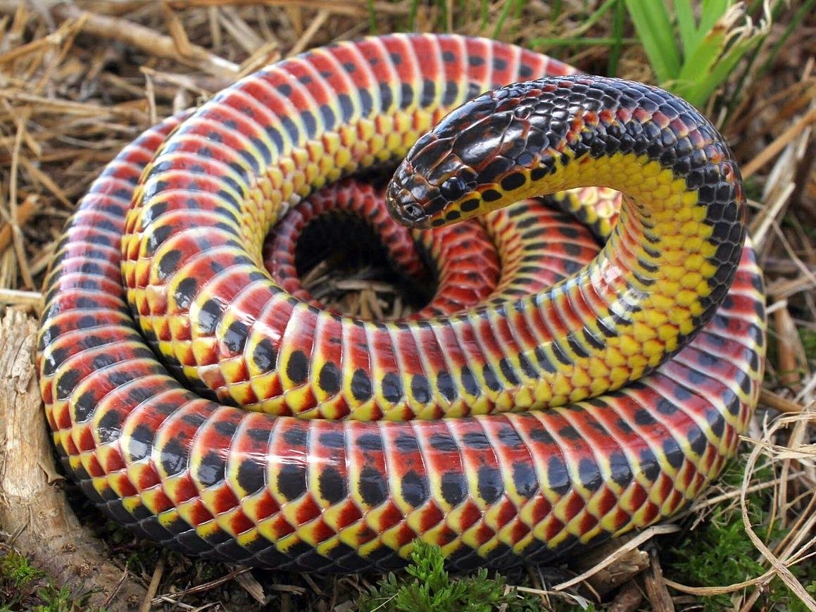 e 2529.jpg670f20deafd6e - Dream About Rainbow Snake – Spiritual and Psychological Insights