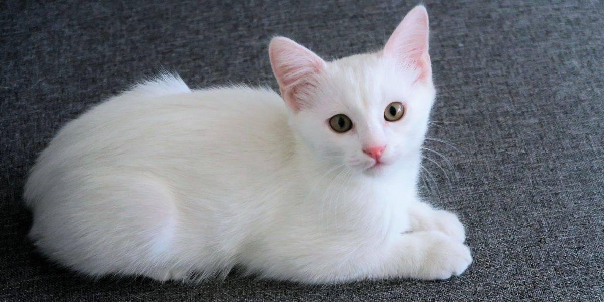 e cats - Dream About A White Cat – Causes and Interpretations