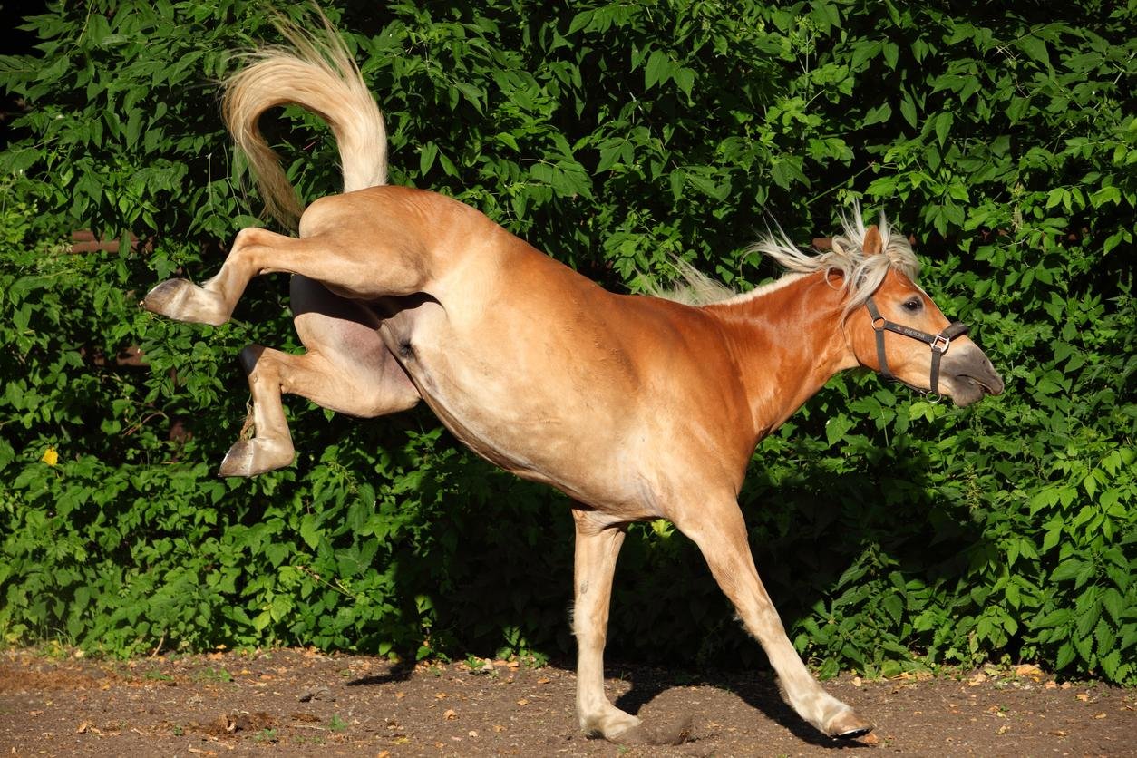 e kick.jpg6701b957812ed - Dream About A Horse Kick – Exploring the Meaning