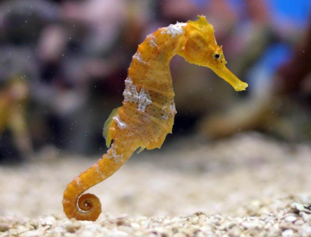 e2  2  - Dream About Sea Horse – Spiritual and Psychological Insights
