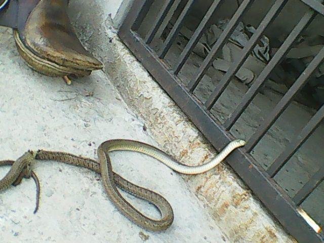 e kill.jpg67097b4460054 - Dream About Killing Snakes In House – Symbolism and Significance