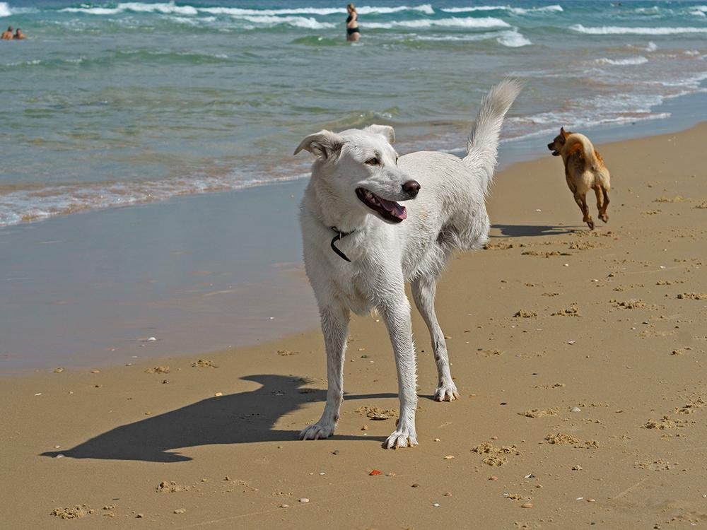 ealthy - Dream About 3 Legged Dog – What It Could Indicate