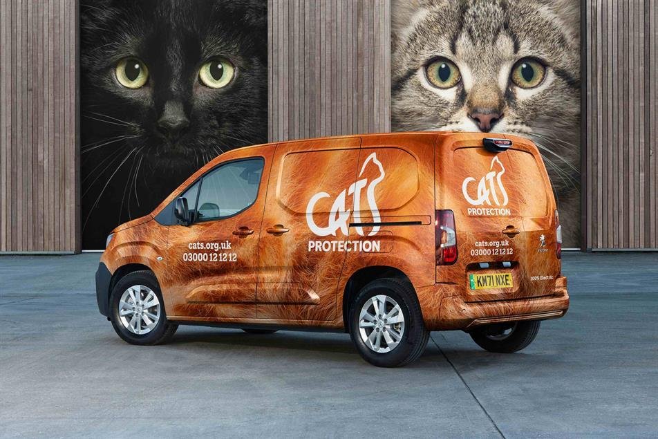 ection - Dream About Cat Protecting Me – Symbolism and Significance