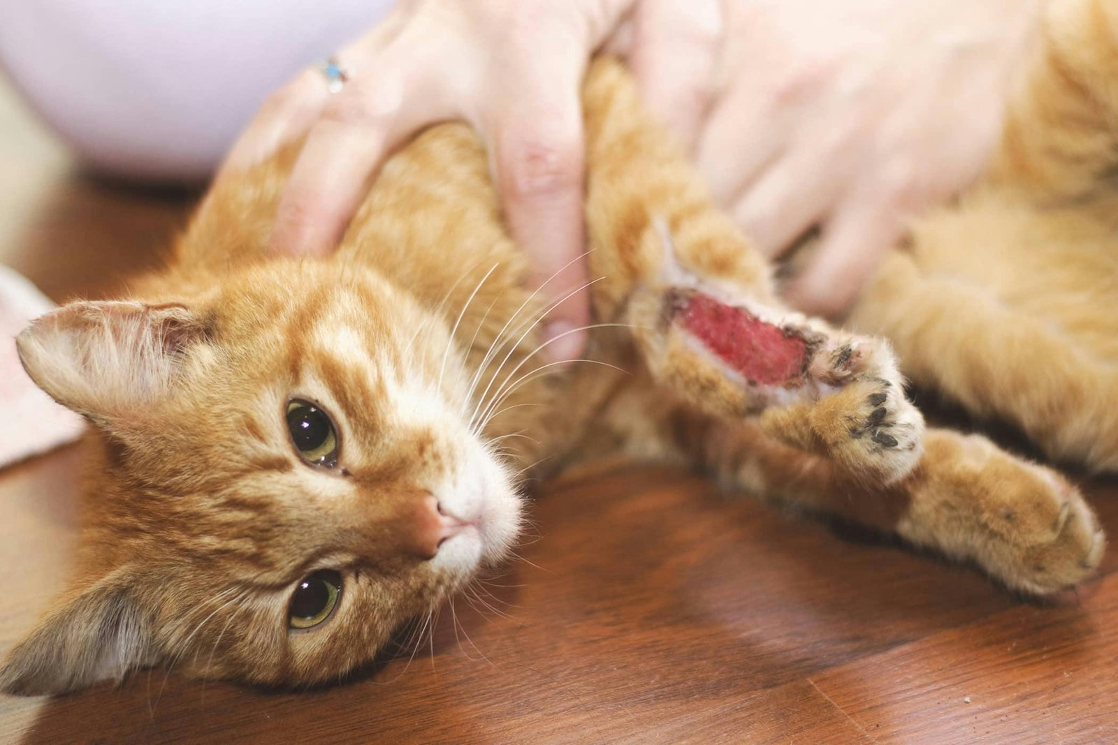 eeding.jpg670abc20d234e - Dream About Cat Bleeding – What It Could Indicate