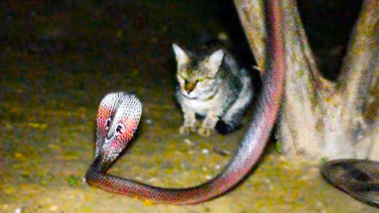 efault - Dream About Cat Killing Snake – Hidden Messages and Insights