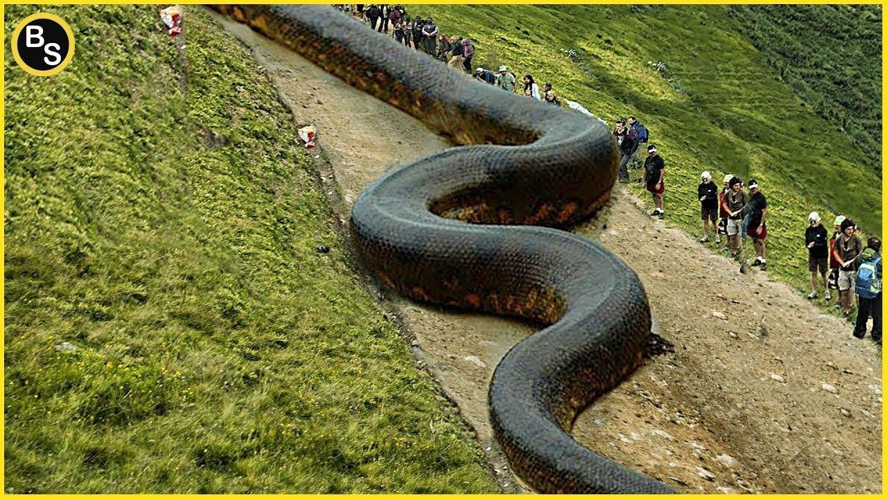 efault.jpg66fc092b10557 - Dream About A Large Snake – Exploring the Meaning