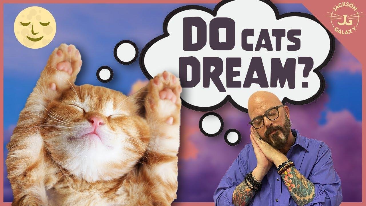 efault.jpg66fdd846739ad - Dream About Seeing Cat – Analysis and Explanation