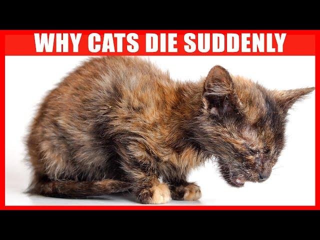 efault.jpg6700515d0d039 - Dream About Cat Death – Hidden Messages and Insights